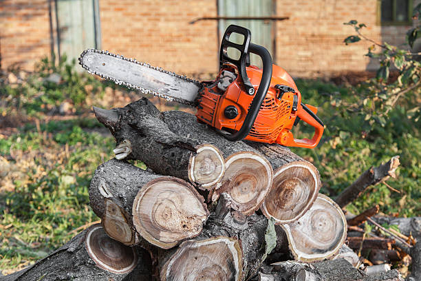 Best Best Tree Removal Services  in Walnut Creek, CA